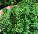 Sea Moss