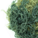 Sea Moss