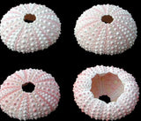Seashells