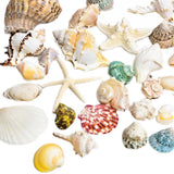 Seashells