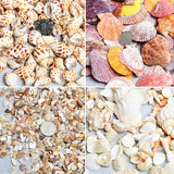 Seashells