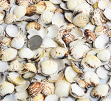Seashells