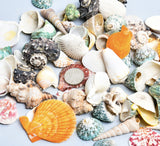 Seashells