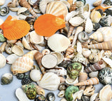 Seashells