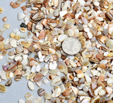 Natural Seashells