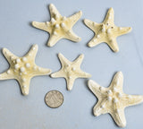 Seashells