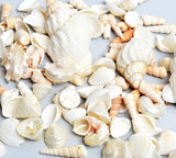 Seashells