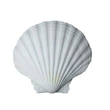 Natural Seashells
