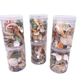 Natural Seashells