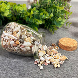Natural Seashells
