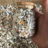 Natural Seashells